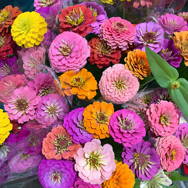 🔥HOT SALE🌺Double Zinnia Mixed Color Seeds
