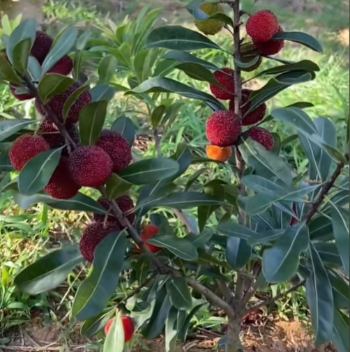 🍒 Prémium Giant Black Pearl málna magok – Édes, lédús és egészséges! 🌿✨
