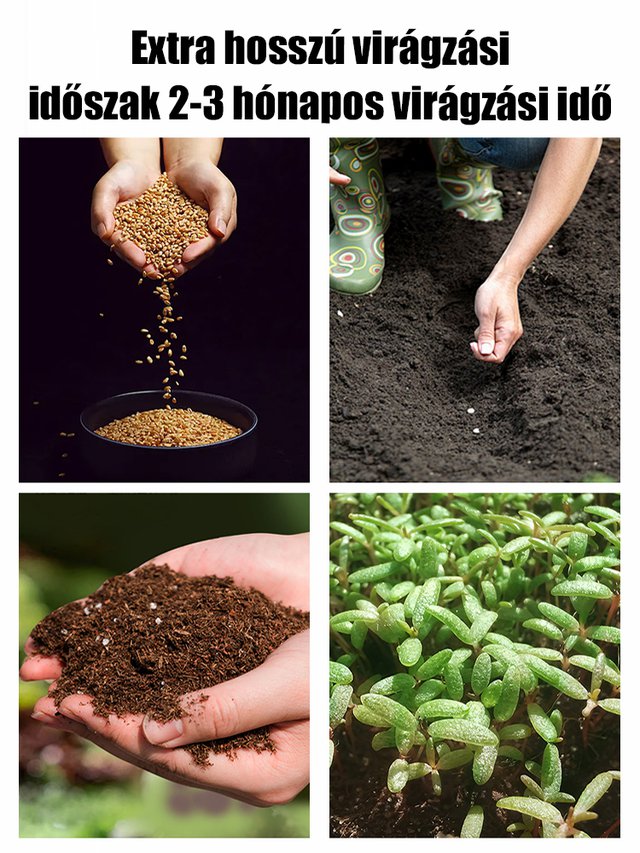 🌹Egész évben virágzó futórózsa magok【💝Különleges Valentin-napi ajánlat】