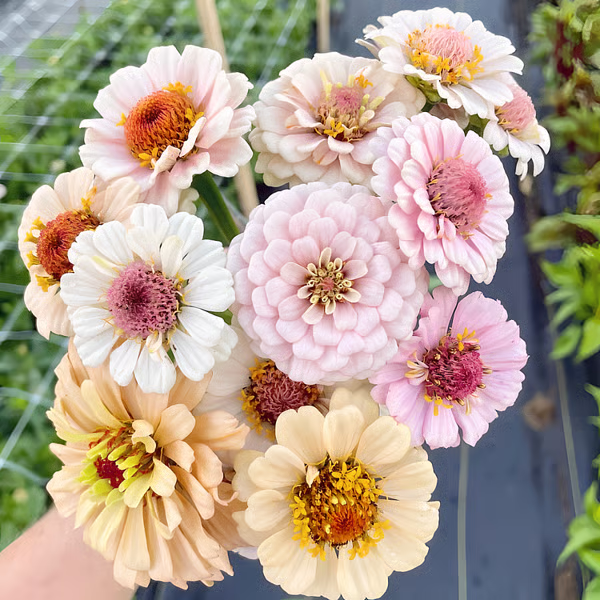 🔥HOT SALE🌺Double Zinnia Mixed Color Seeds