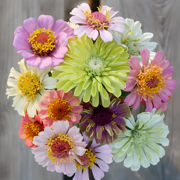 🔥HOT SALE🌺Double Zinnia Mixed Color Seeds