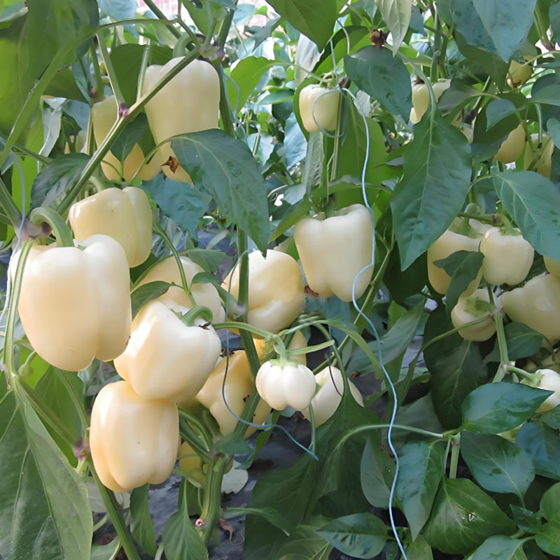 Семена от цветни сладки чушки 🌶️