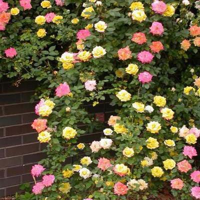 🌹Egész évben virágzó futórózsa magok【💝Különleges Valentin-napi ajánlat】