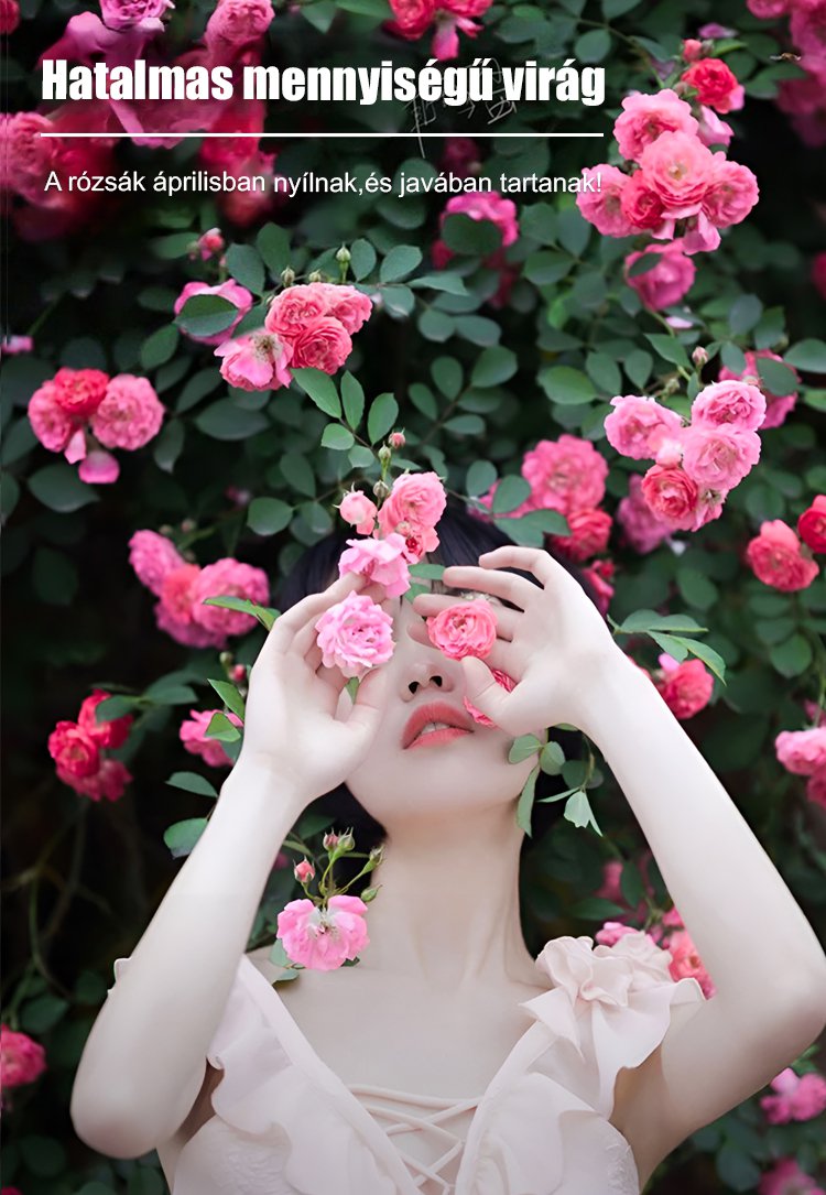 🌹Egész évben virágzó futórózsa magok【💝Különleges Valentin-napi ajánlat】