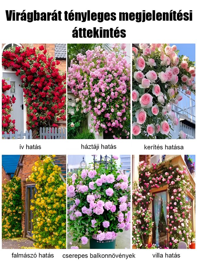 🌹Egész évben virágzó futórózsa magok【💝Különleges Valentin-napi ajánlat】