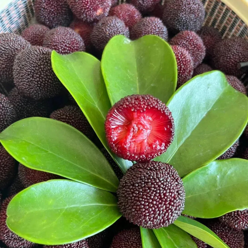 🍒 Prémium Giant Black Pearl málna magok – Édes, lédús és egészséges! 🌿✨