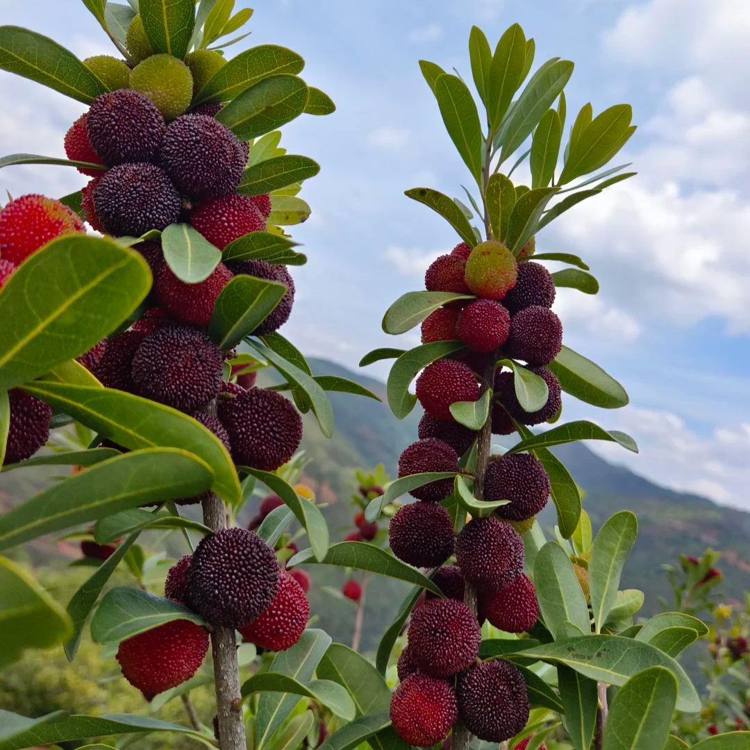 🍒 Prémium Giant Black Pearl málna magok – Édes, lédús és egészséges! 🌿✨