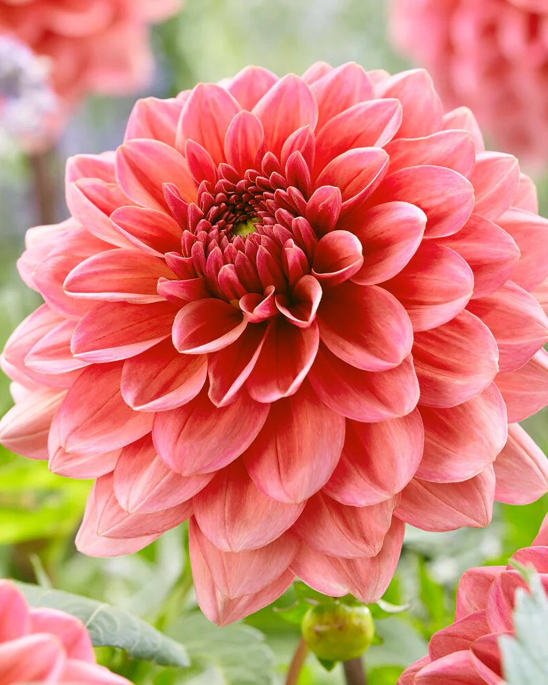 Dahlia Flower Seeds-Symbol Of Gorgeous