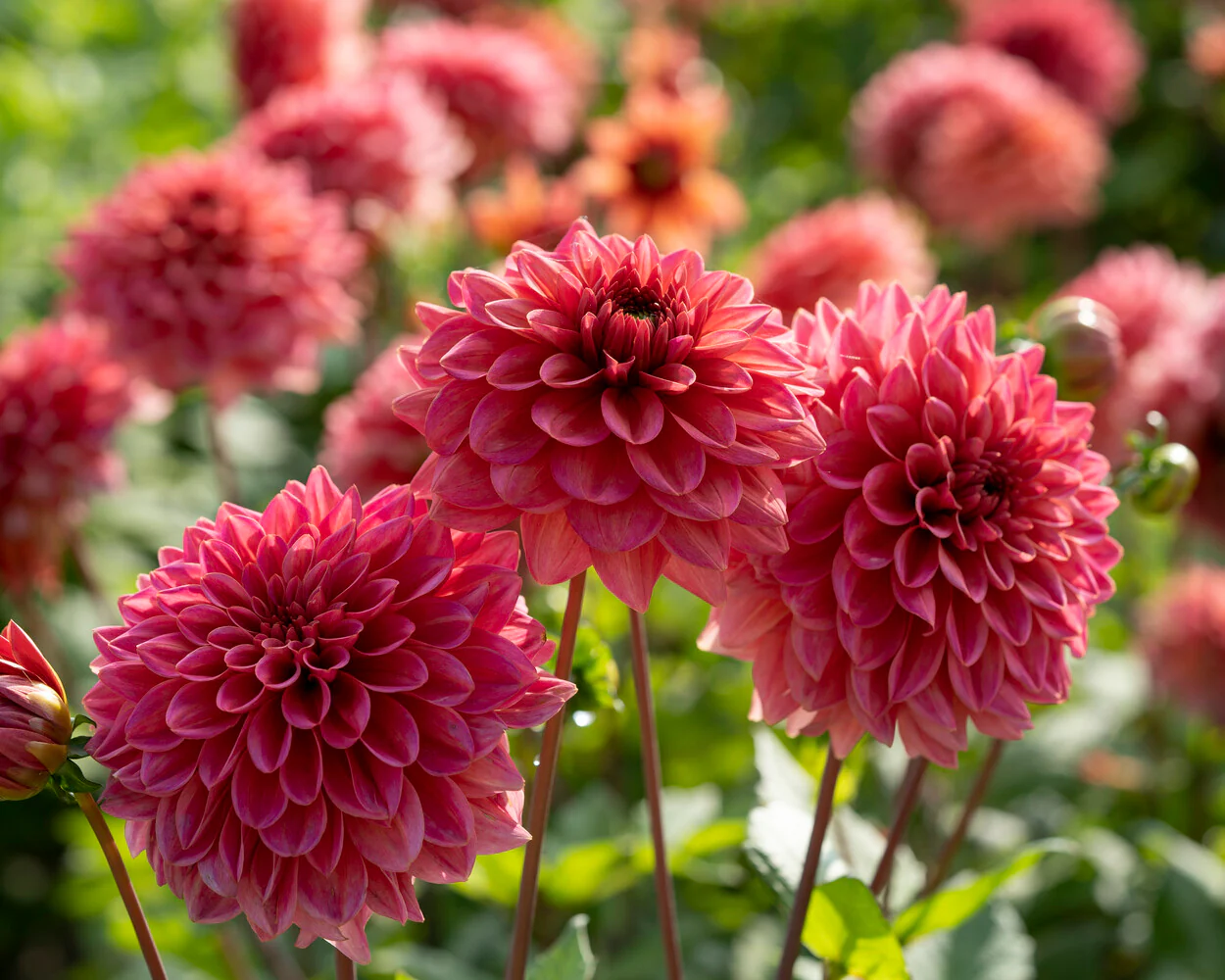 Dahlia Flower Seeds-Symbol Of Gorgeous