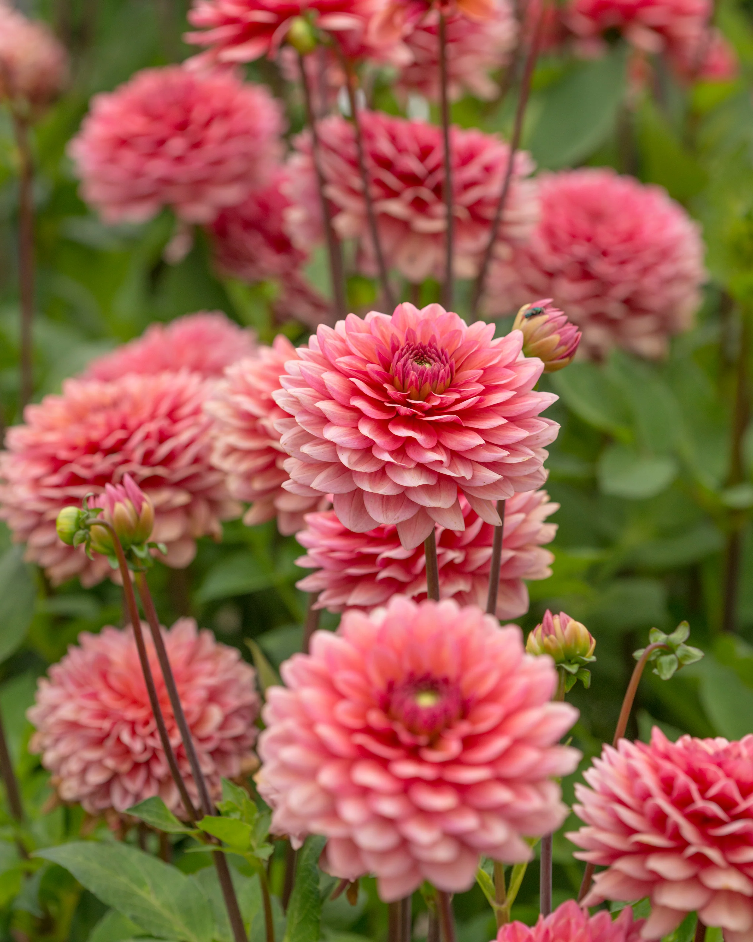 Dahlia Flower Seeds-Symbol Of Gorgeous