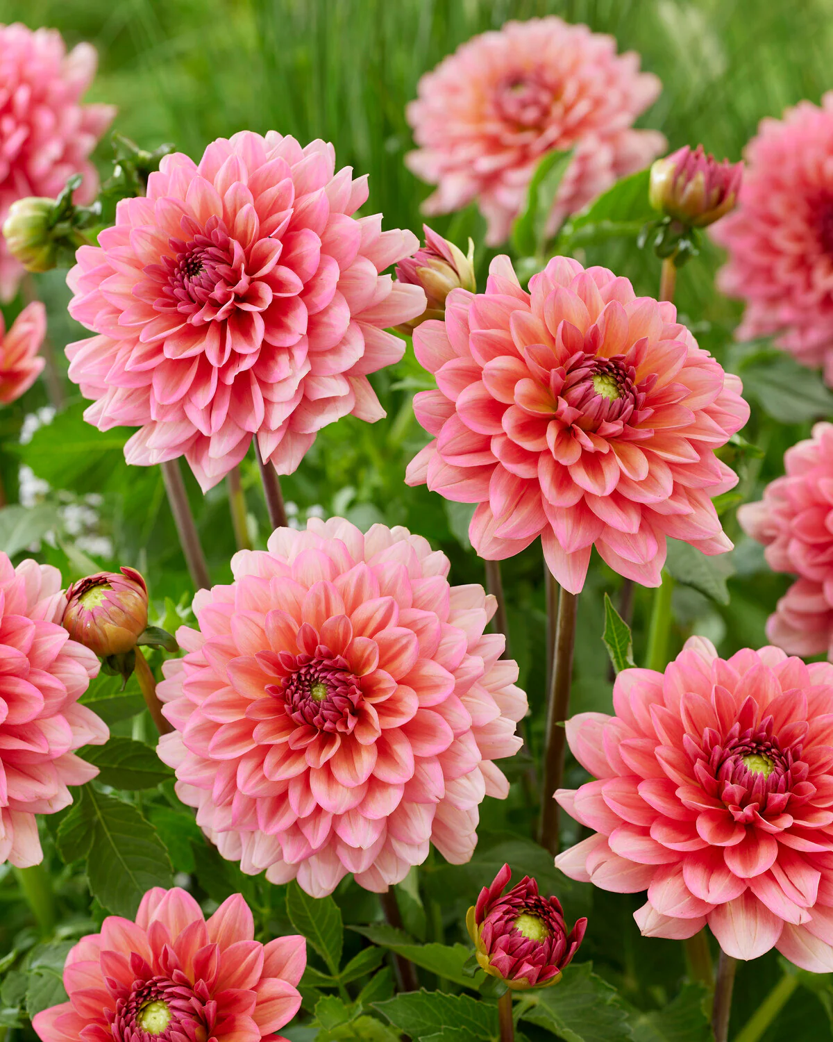Dahlia Flower Seeds-Symbol Of Gorgeous