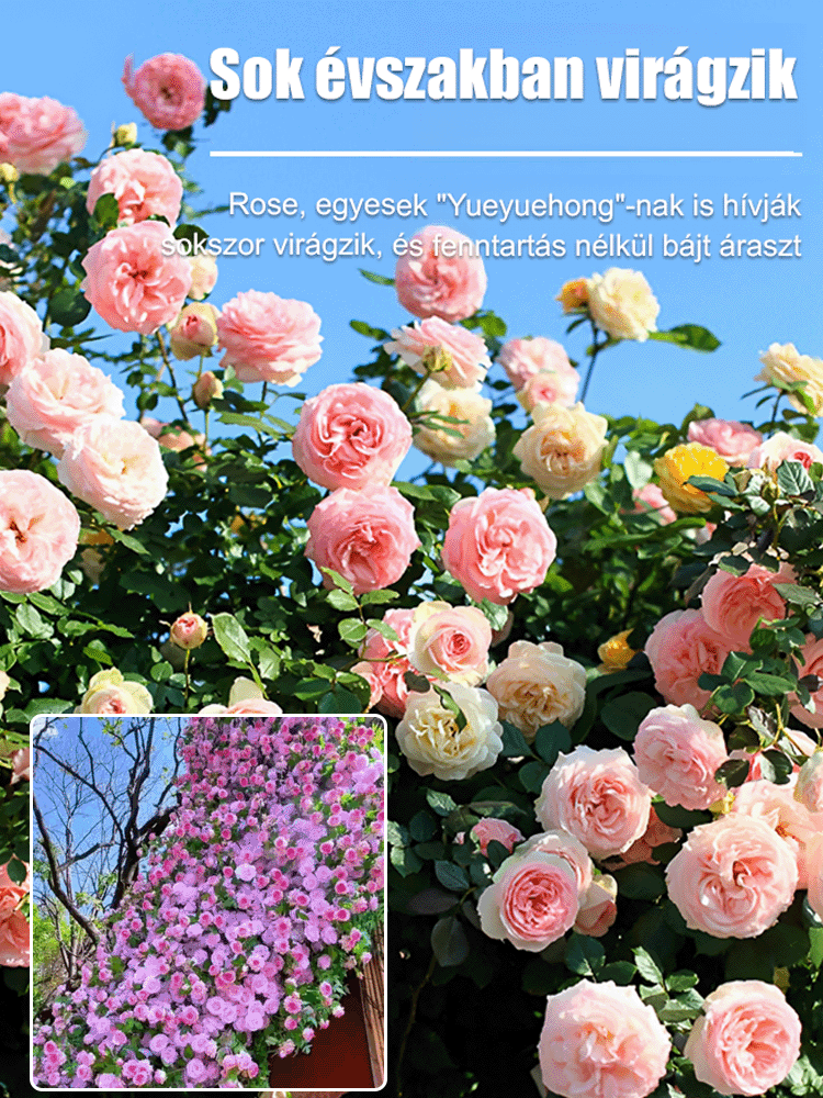🌹Egész évben virágzó futórózsa magok【💝Különleges Valentin-napi ajánlat】