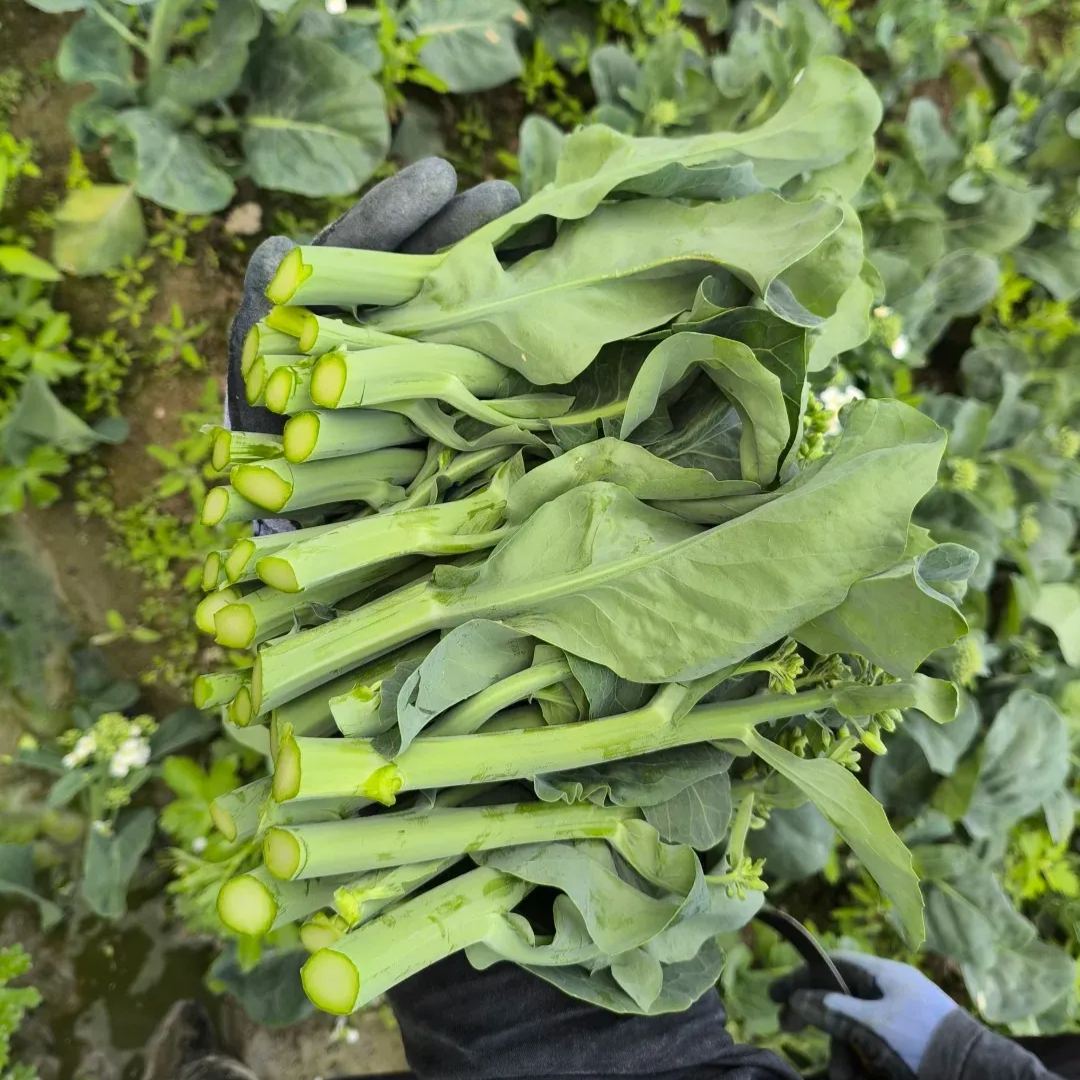 Kailan – kínai brokkoli vetőmag