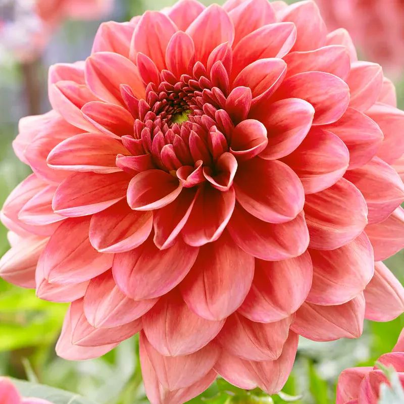 Dahlia Flower Seeds-Symbol Of Gorgeous
