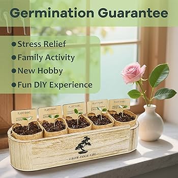 DIY Bonsai Tree Kit for Beginners – Complete Indoor Bonsai Starter Kit