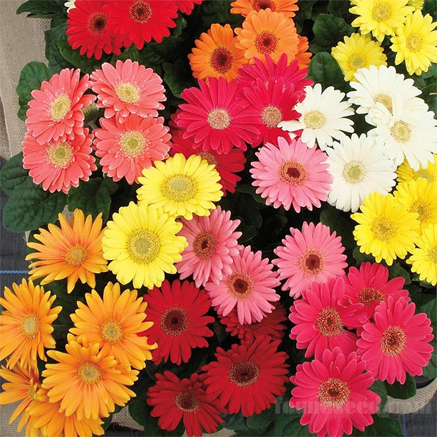 🌼Семена от гербери с различни цветове