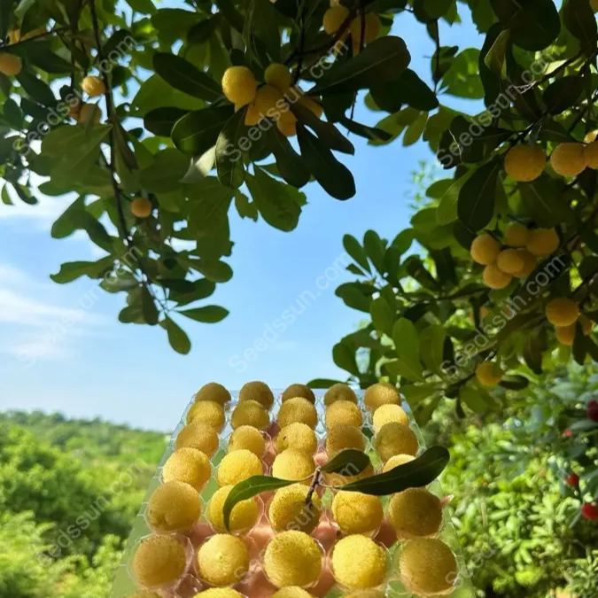 Crystal Bayberry Seeds-50%OFF