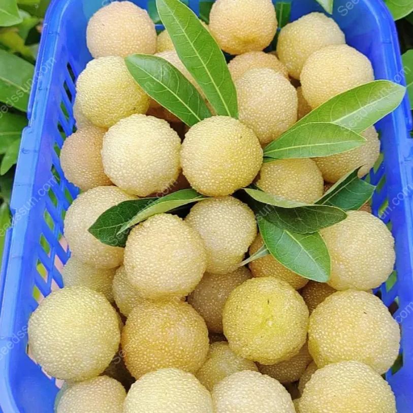 Crystal Bayberry Seeds-50%OFF