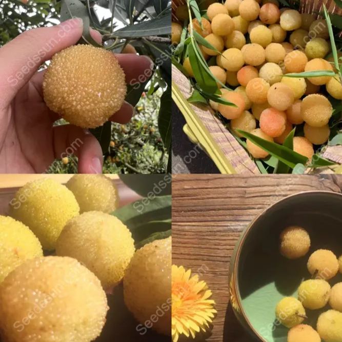 Crystal Bayberry Seeds-50%OFF