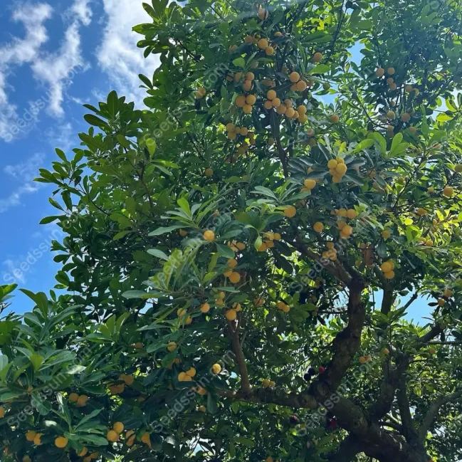 Crystal Bayberry Seeds-50%OFF