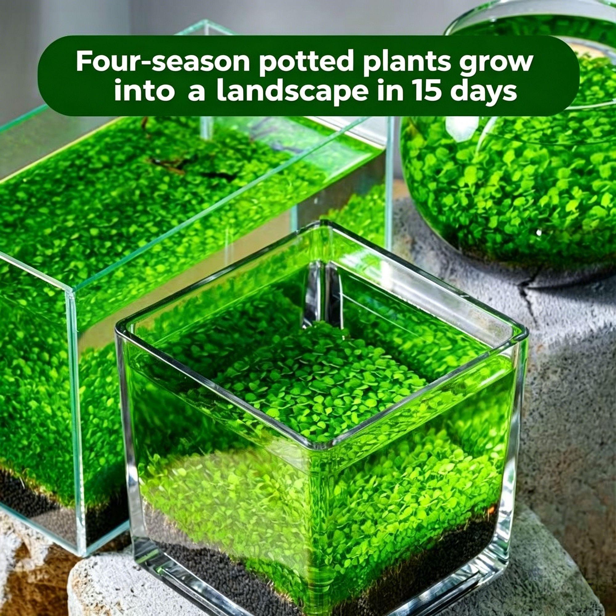 🌿Семена за пречистване на въздуха в аквариума