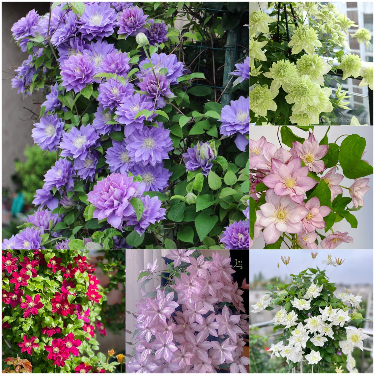 🌸 Клематис - рядка цъфтяща стена, която малцина имат