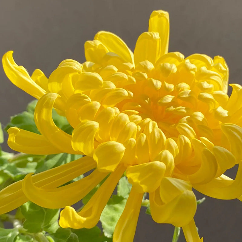 🌺 Цветето на елегантността 🌼 Семена от гигантска хризантема