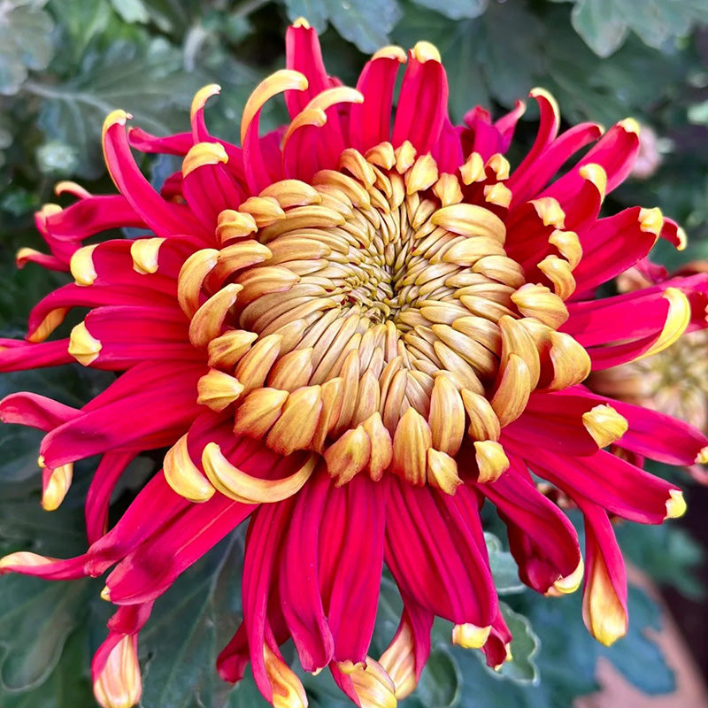 🌺 Цветето на елегантността 🌼 Семена от гигантска хризантема