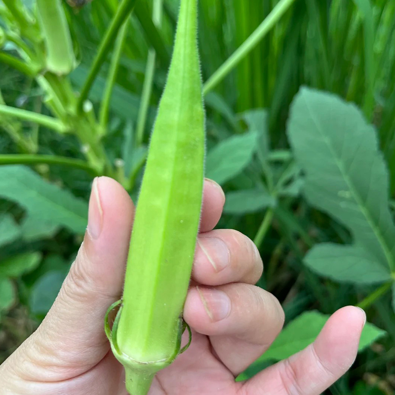 🌱Семена от бамя пеперуда (семена от смеещ се боб)