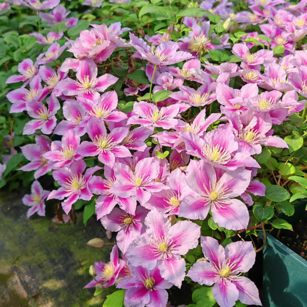 🌸 Клематис - рядка цъфтяща стена, която малцина имат