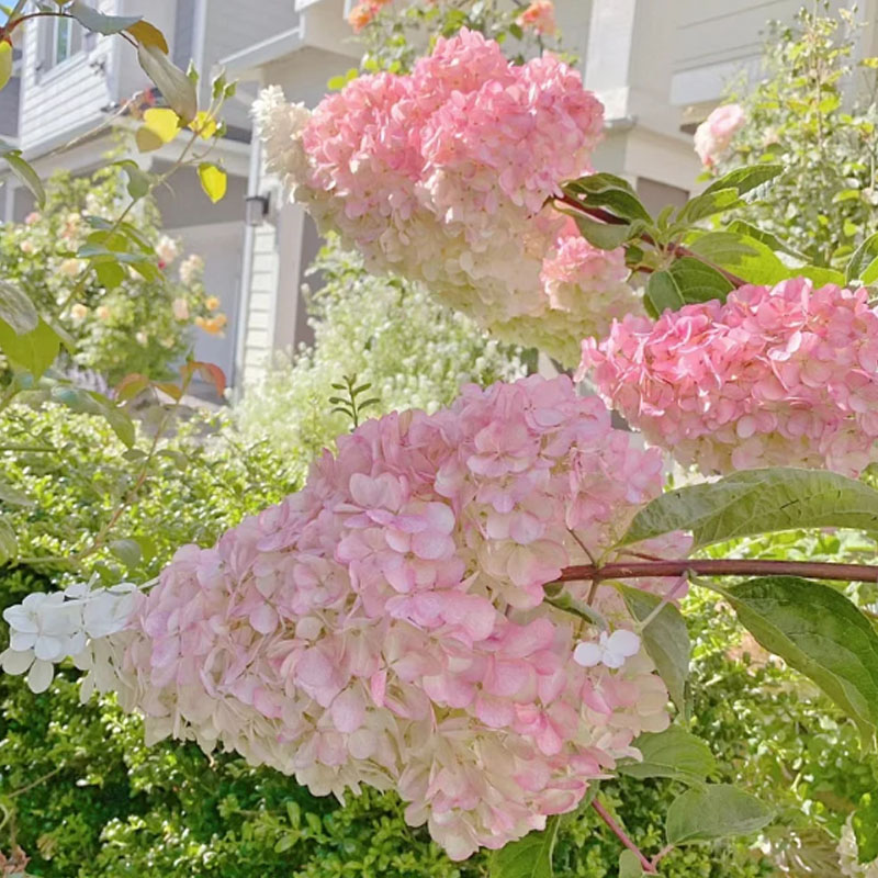 🌺СЕМЕНА НА ХОРТЕНЗИЯ МЕТИЛИЧНА