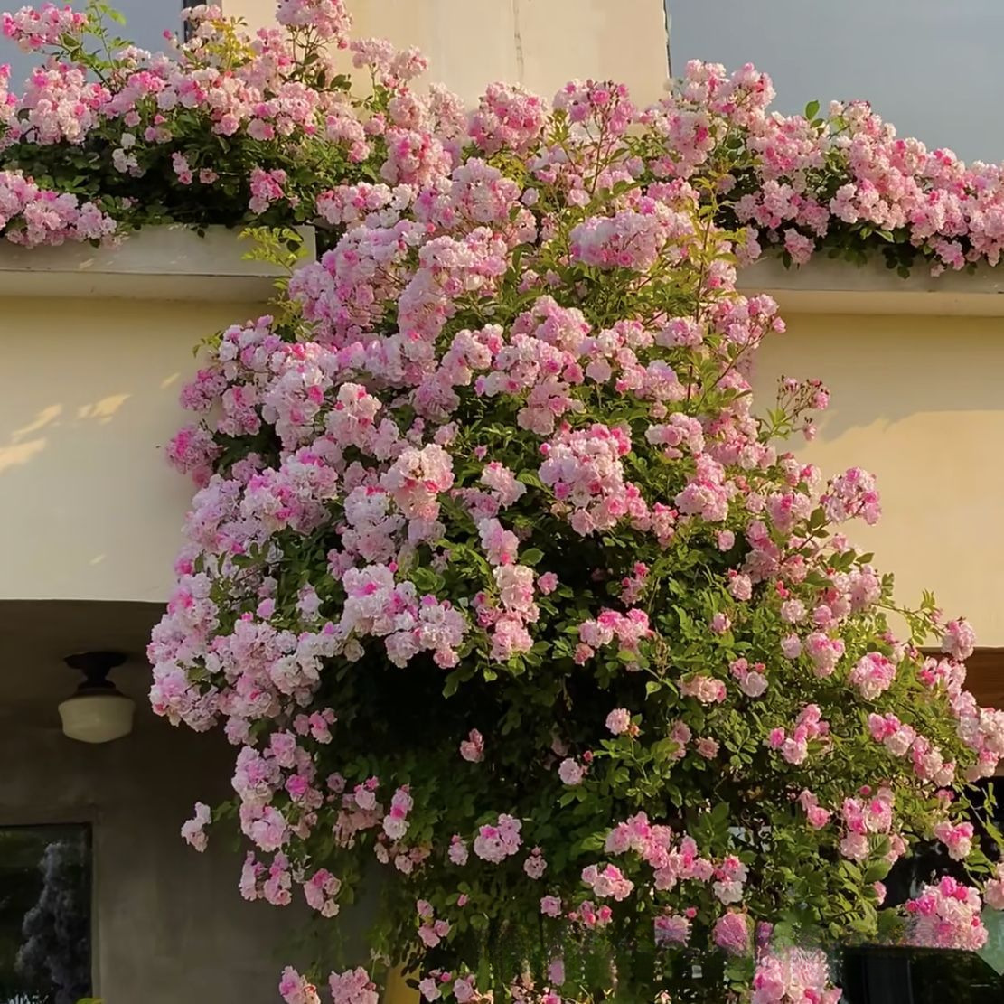 🌹Розата на лейди Банкс без тръни