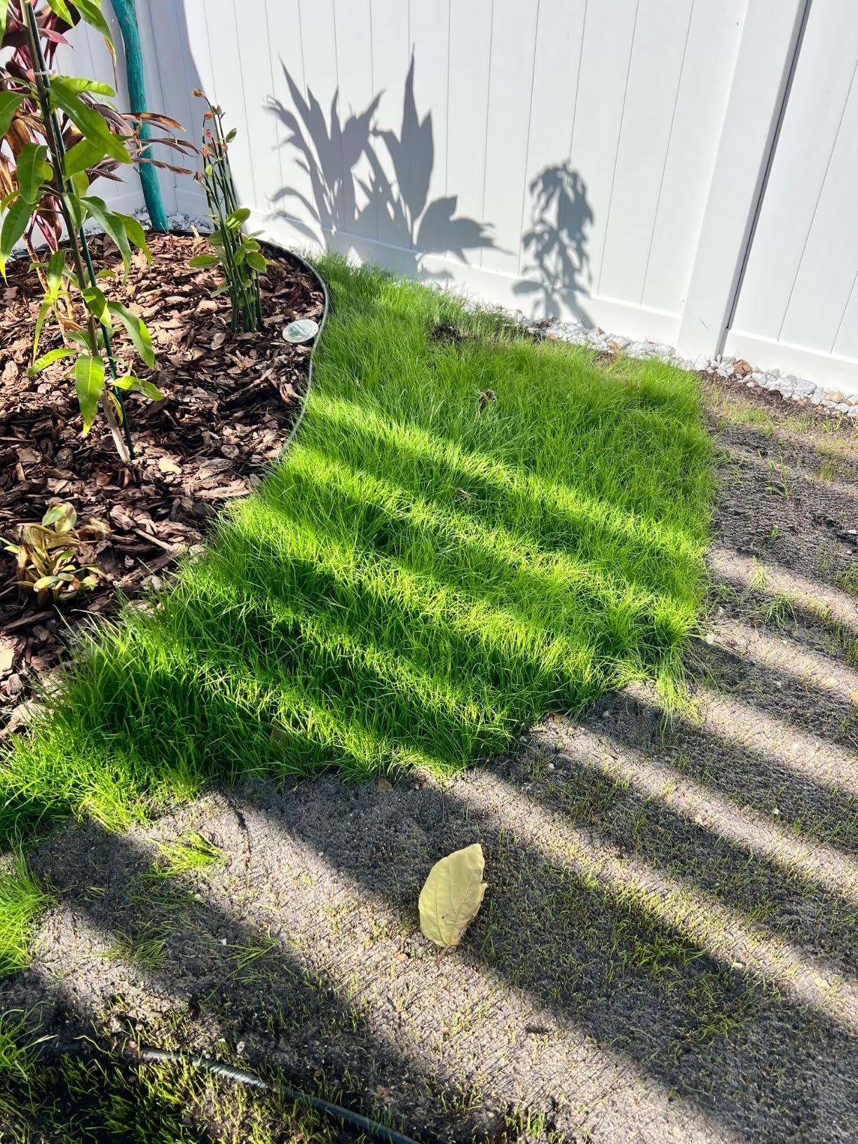 Best grass seeds ever! Best grass seeds ever!