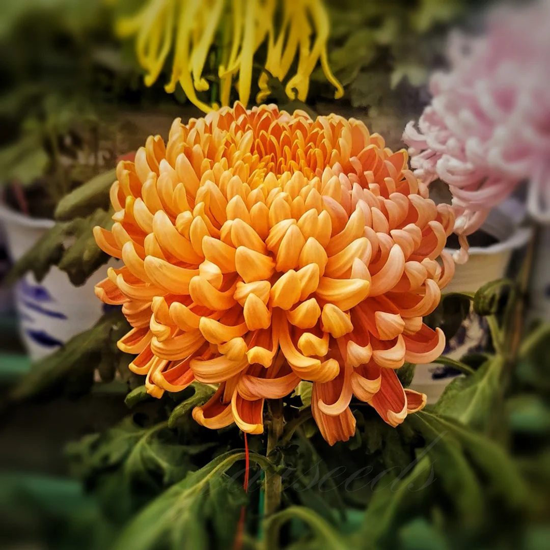 🌺 Цветето на елегантността 🌼 Семена от гигантска хризантема