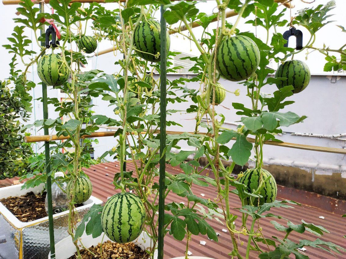 🍉 Семена за мини диня – сладки и сочни