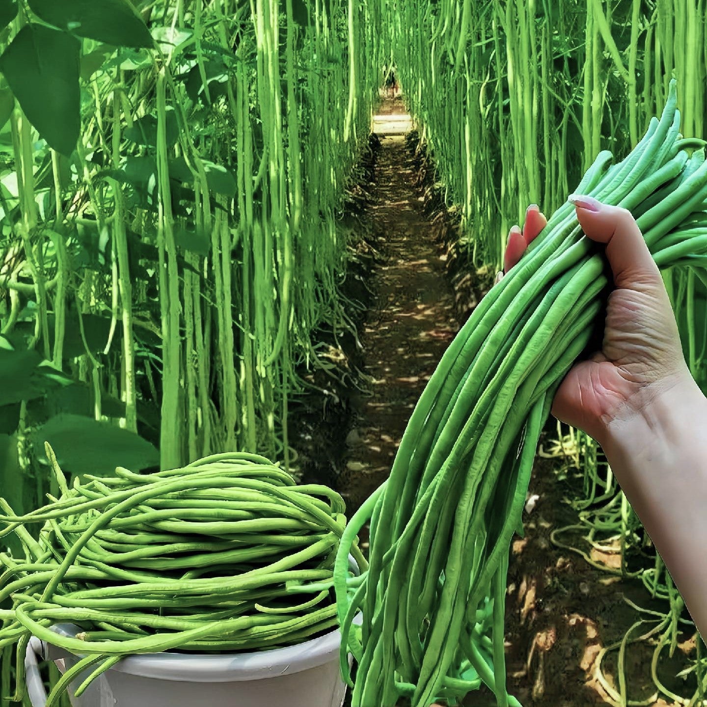 Дълъг вигов грах: Високодобивен зеленчук за кратко време