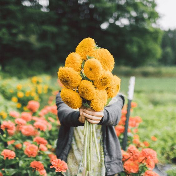 Слънчогледови семки от плюшено мече