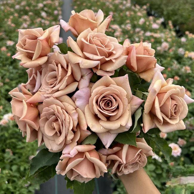 🌸 Рядки семена на катерлива роза Rosa Eden — лесни за отглеждане, ароматни, многогодишни цветове