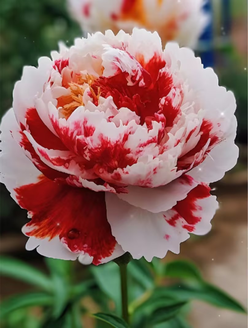 Collection de graines de pivoines arc-en-ciel rares