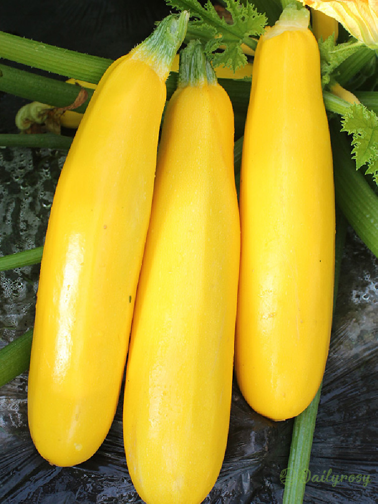 Banana Zucchini – Zlatá cuketa 🌿 Môže sa pestovať v každom ročnom období.