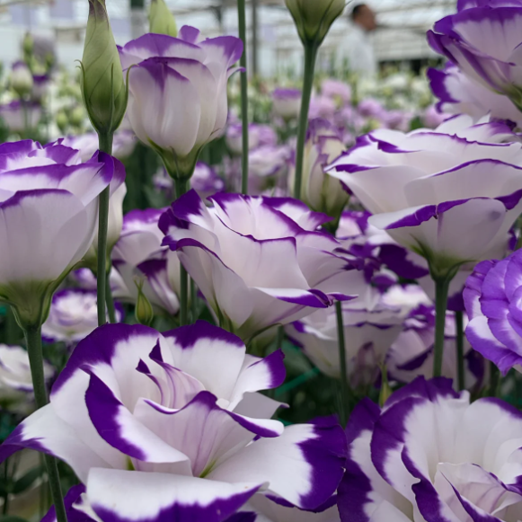 🔥2026 Най-продавано зимно цвете 🌺 Лизиантус - Искрена любов