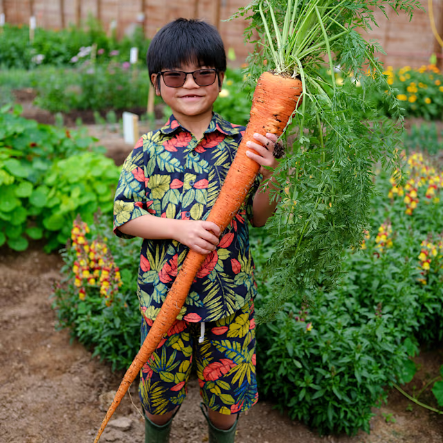 🥕 Семена на моркови Manpukuji | Без химикали | Подходящи за органично отглеждане 🌱