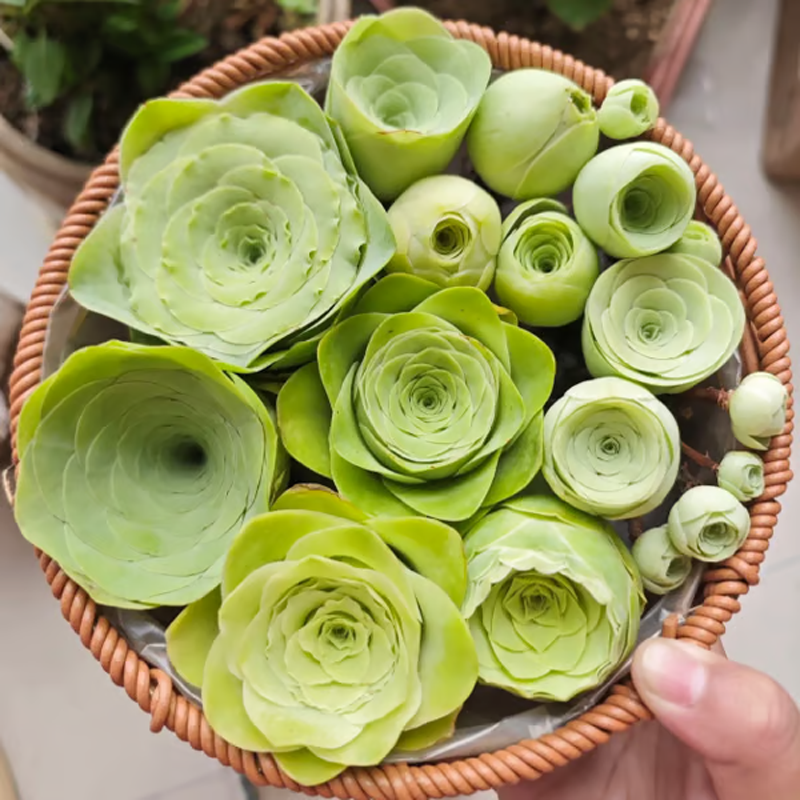 🌱 Рядка сукулентна роза – устойчива на студ и лесна за отглеждане🌹