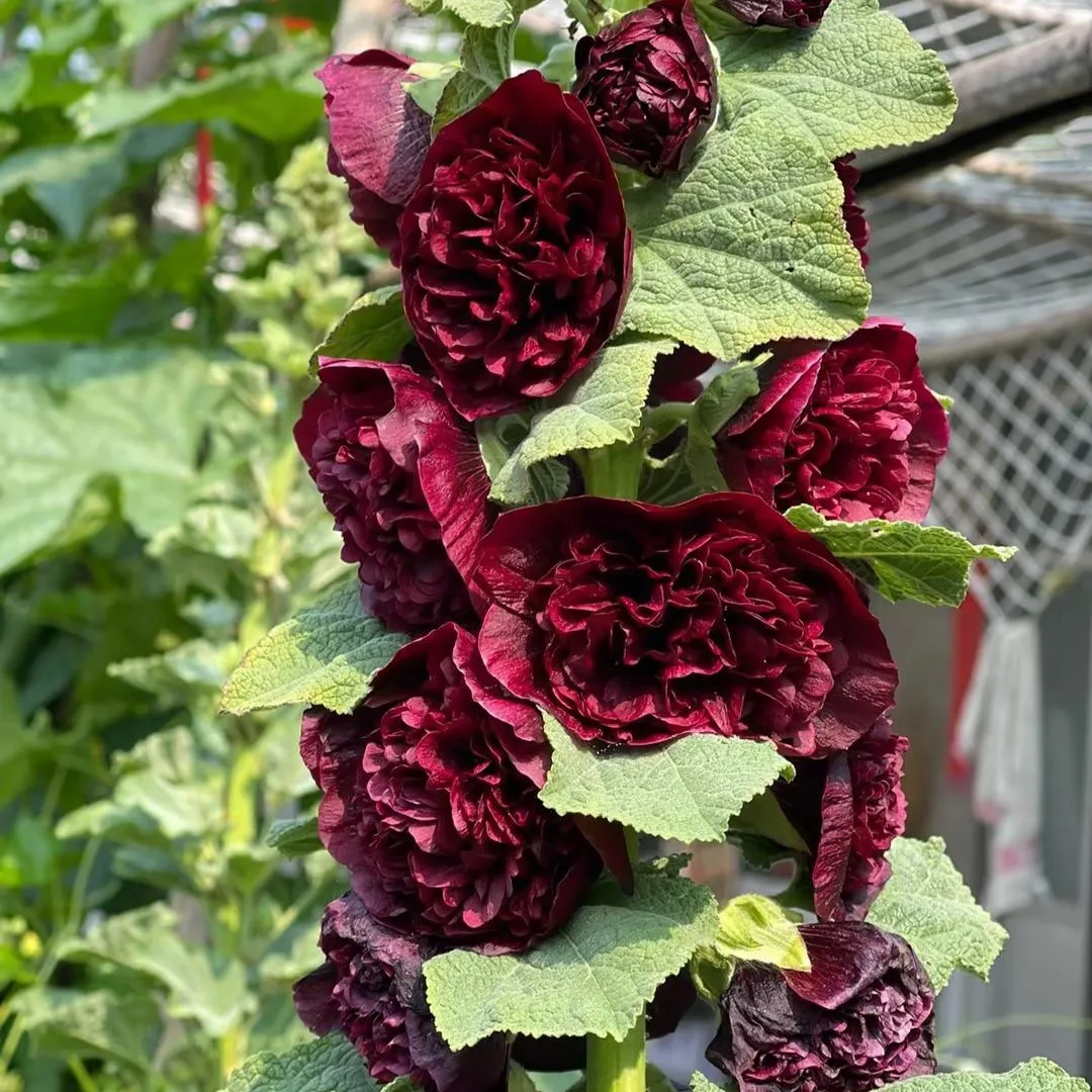 🔥 HORÚCI VÝPREDAJ 50% ZĽAVA 🔥 Semená plnokvetých ruží – ľahké pestovanie 🌸