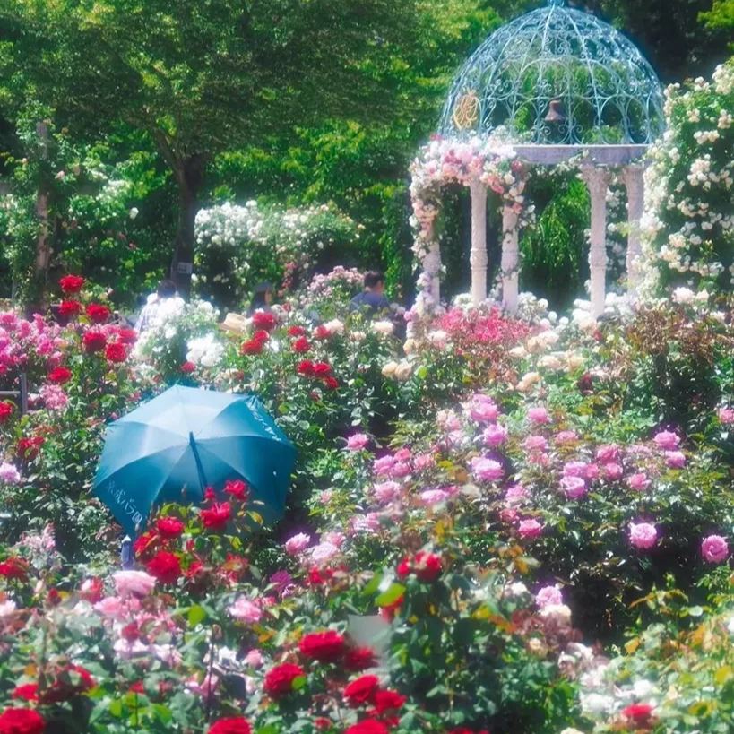 🔥 Horúci výpredaj 50% zľava 🔥 Semená ruží rôznych farieb 💐