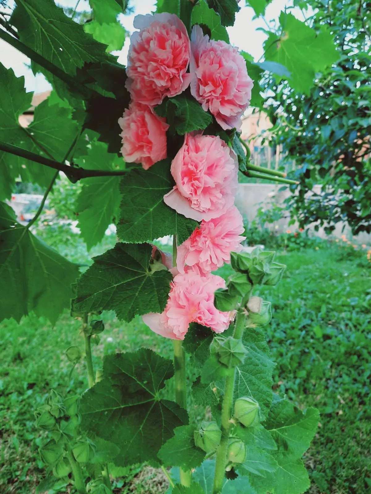 🔥 HORÚCI VÝPREDAJ 50% ZĽAVA 🔥 Semená plnokvetých ruží – ľahké pestovanie 🌸