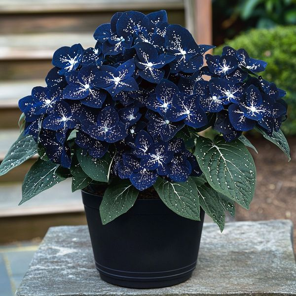 🦋Semienka begónie „Lunar Moth