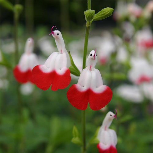 🦜🎁Salvia microphylla 'Hot Lips'