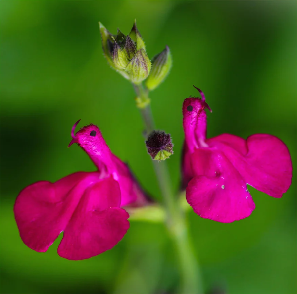 🦜🎁Salvia microphylla 'Hot Lips'