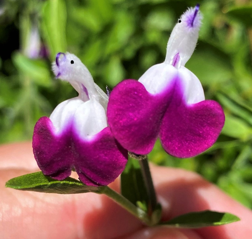 🦜🎁Salvia microphylla 'Hot Lips'